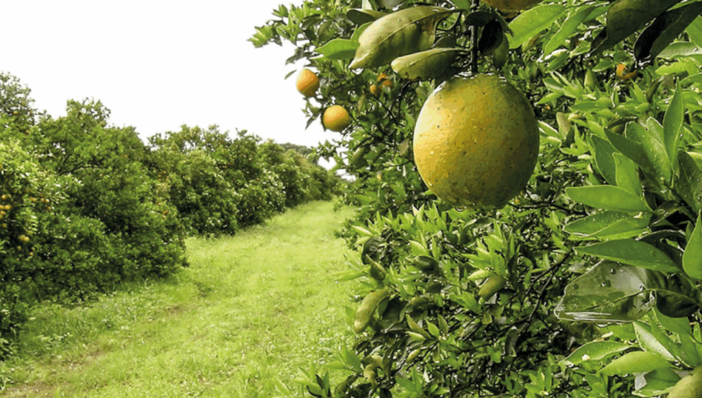 Em alerta, Paraná se une contra o greening