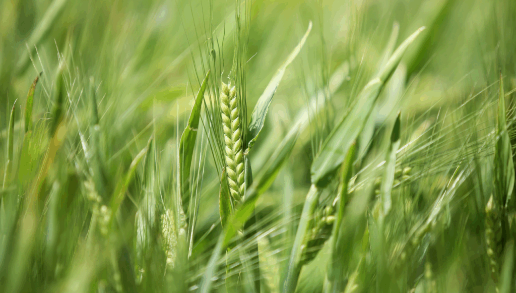 Paraná pode ter maior área de cevada da história e aumentar liderança nacional de produção