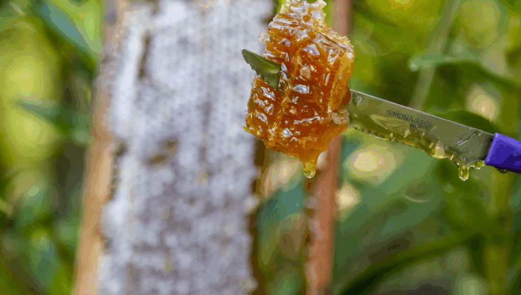 Exportações de mel disparam e Paraná assume vice-liderança no Brasil